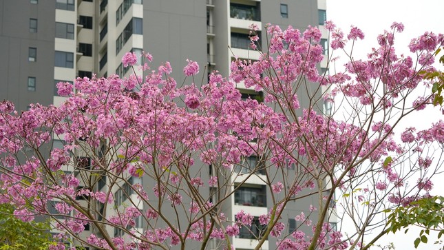 Mê hoặc với con đường hoa kèn hồng đang bung nở ở Hà Nội ảnh 4