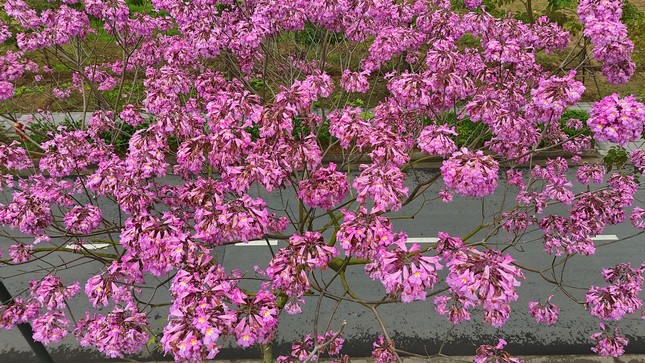 Mê hoặc với con đường hoa kèn hồng đang bung nở ở Hà Nội ảnh 6