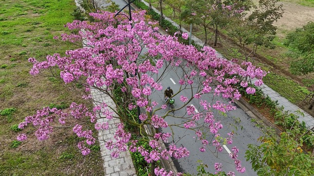 Mê hoặc với con đường hoa kèn hồng đang bung nở ở Hà Nội ảnh 8