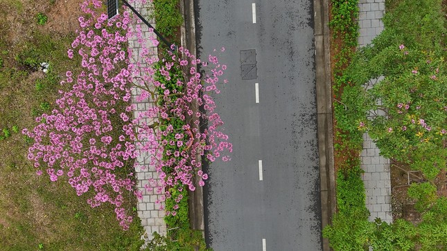 Mê hoặc với con đường hoa kèn hồng đang bung nở ở Hà Nội ảnh 10
