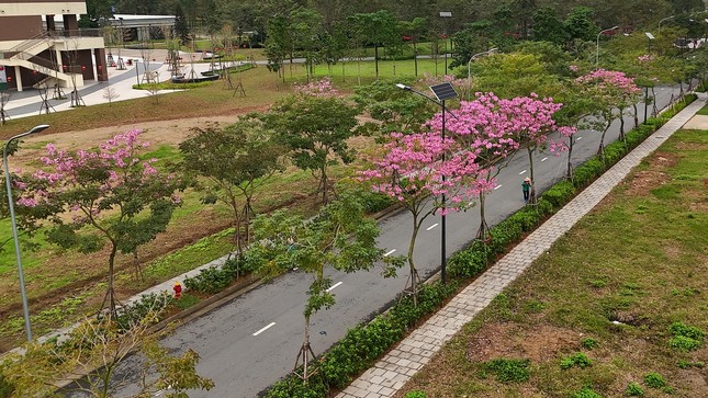 Mê hoặc với con đường hoa kèn hồng đang bung nở ở Hà Nội ảnh 12