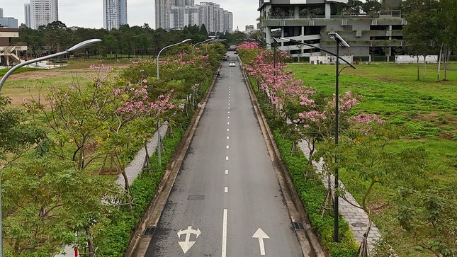 Mê hoặc với con đường hoa kèn hồng đang bung nở ở Hà Nội ảnh 16
