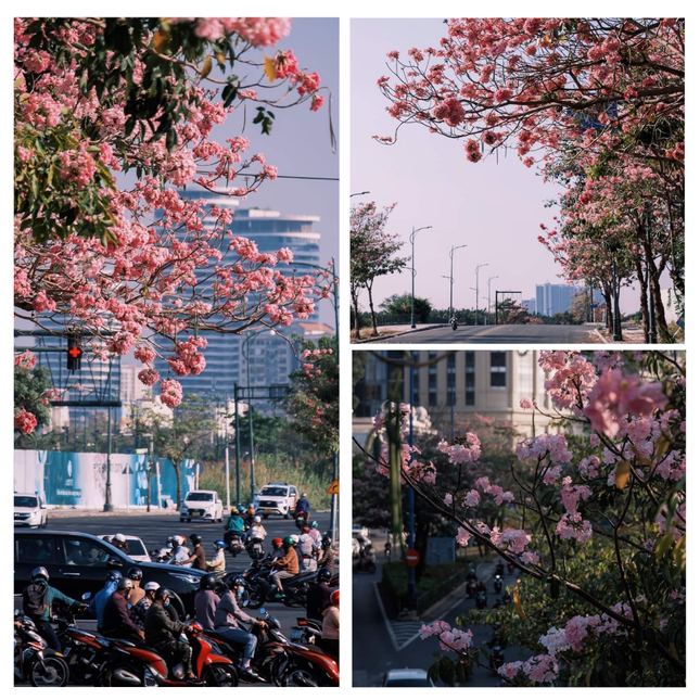Tọa độ check-in: Hoa kèn hồng nở ngập tràn đẹp như xứ Hàn, Gen Z vác máy "sống ảo"