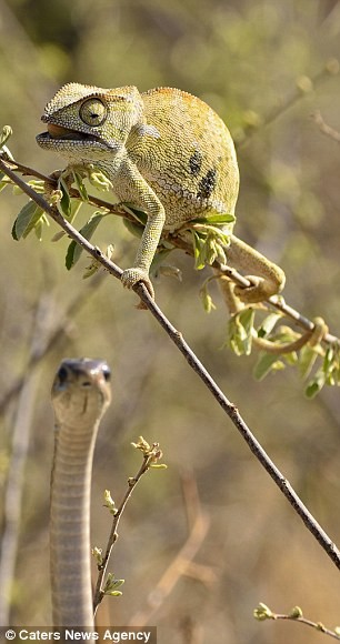 Gecko cambia de color al ser tragado por una serpiente foto 3