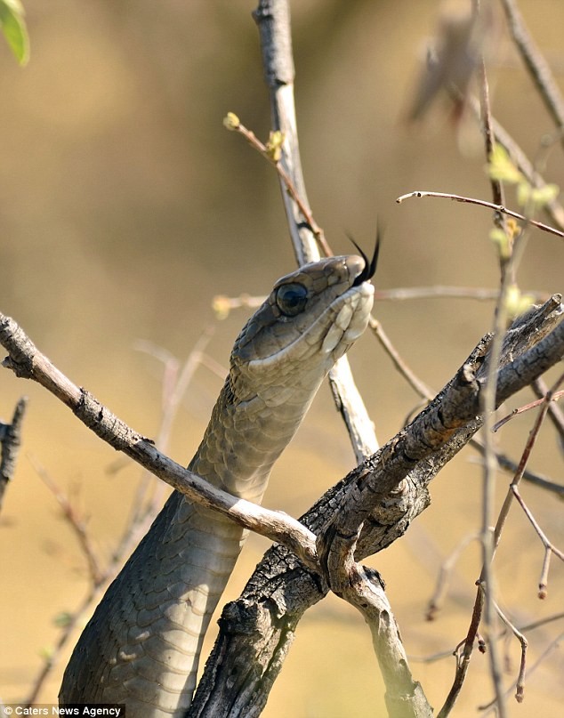 Gecko cambia de color al ser tragado por una serpiente foto 10