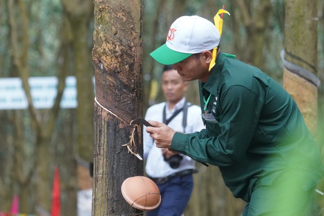 Chùm ảnh độc lạ tìm bàn tay vàng trong "làng" cạo mủ cao su ảnh 14