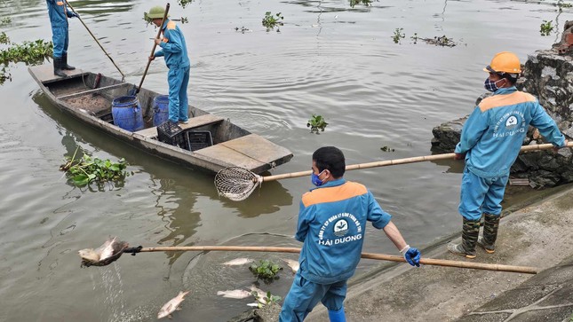 Determining the cause of nearly 1,000 tons of caged fish in Hai Duong dying en masse photo 3
