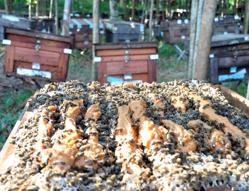 Nông dân miền Trung chi tiền tỷ nuôi ong mật ảnh 2