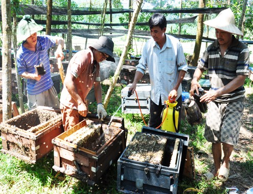 Nông dân miền Trung chi tiền tỷ nuôi ong mật ảnh 4