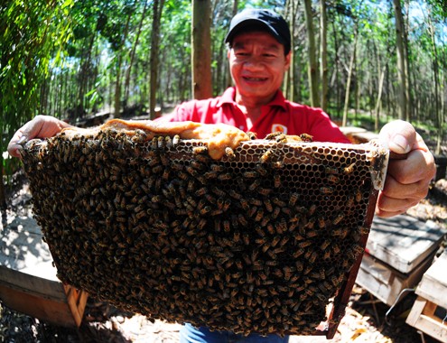 Nông dân miền Trung chi tiền tỷ nuôi ong mật ảnh 5