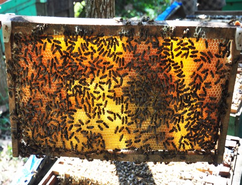 Nông dân miền Trung chi tiền tỷ nuôi ong mật ảnh 6