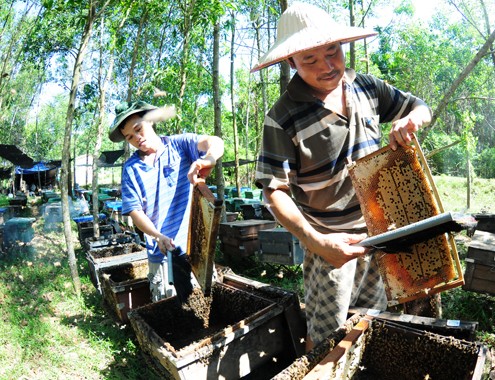 Nông dân miền Trung chi tiền tỷ nuôi ong mật ảnh 7