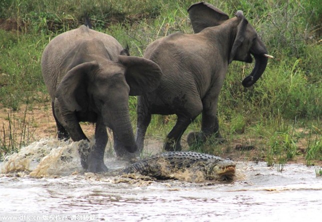 Crocodile recklessly attacks and grabs elephant trunk photo 1