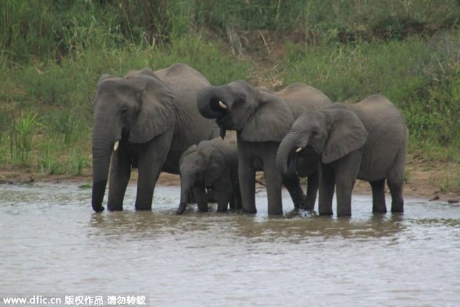 Crocodile recklessly attacks and grabs the elephant's trunk photo 3