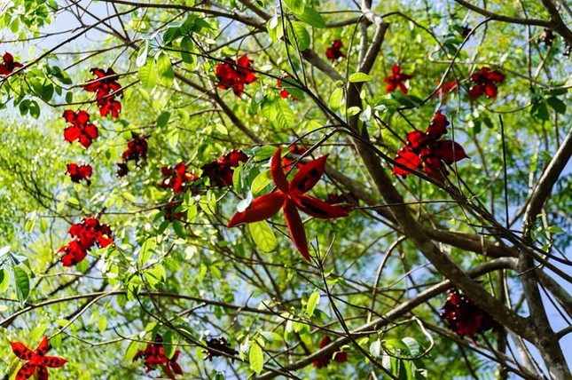 Kinh ngạc loại cây ở VN đem ngược red color, ý phát đạt hình họa 5