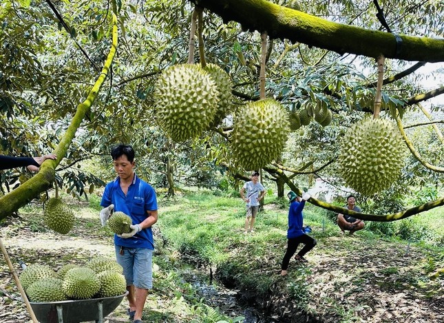 Nếu vi phạm nhiều lần, sầu riêng sẽ bị Trung Quốc 'tuýt còi' ảnh 3