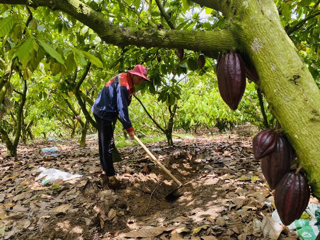 Đại sứ EU mục sở thị nơi trồng cacao ngon nhất thế giới tại Việt Nam ảnh 6