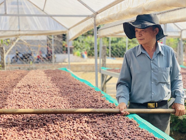 Đại sứ EU mục sở thị nơi trồng cacao ngon nhất thế giới tại Việt Nam ảnh 5