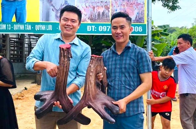 Cặp nhung nai hiếm có nặng gần 12kg hình mào gà vừa được &apos;chốt đơn&apos; ảnh 1