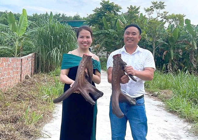 Cặp nhung nai hiếm có nặng gần 12kg hình mào gà vừa được &apos;chốt đơn&apos; ảnh 3