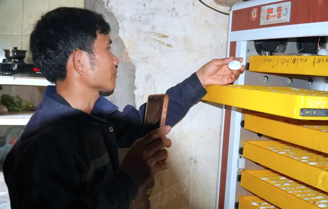 Vươn lên thoát nghèo từ những chú chim bồ câu Titan ảnh 3