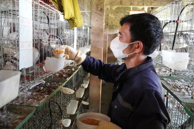 Vươn lên thoát nghèo từ những chú chim bồ câu Titan ảnh 2