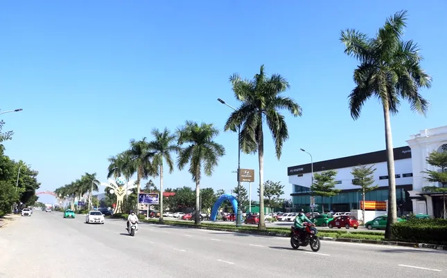 Chặt bỏ hàng trăm cây cau vua trên tuyến đường đẹp nhất TP. Vinh ảnh 2