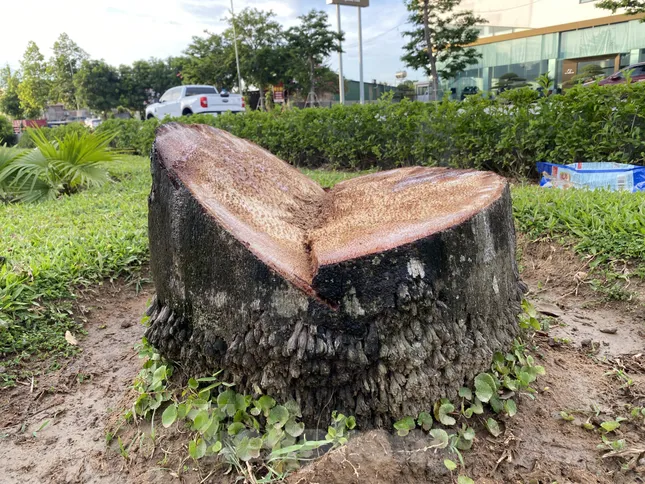 Chặt bỏ hàng trăm cây cau vua trên tuyến đường đẹp nhất TP. Vinh ảnh 6