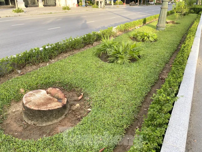 Chặt bỏ hàng trăm cây cau vua trên tuyến đường đẹp nhất TP. Vinh ảnh 4