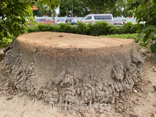 Chặt bỏ hàng trăm cây cau vua trên tuyến đường đẹp nhất TP. Vinh ảnh 7