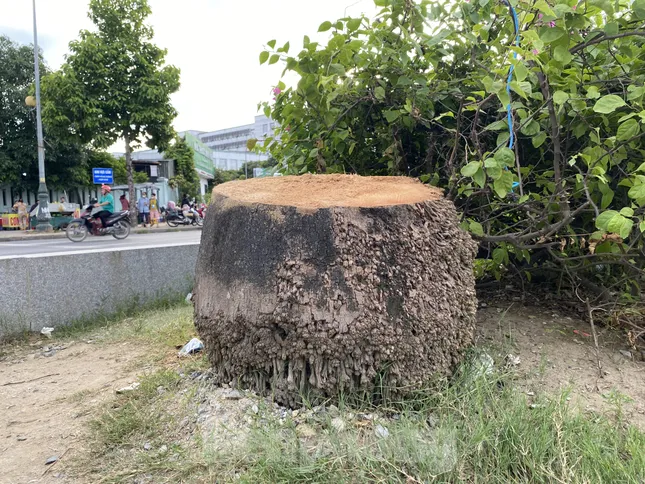 Chặt bỏ hàng trăm cây cau vua trên tuyến đường đẹp nhất TP. Vinh ảnh 5