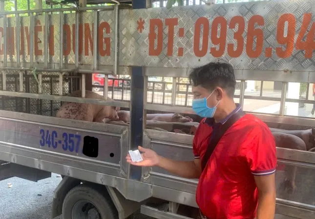 Công an chặn đứng vụ vận chuyển lợn nhiễm dịch về Hải Phòng tiêu thụ ảnh 2