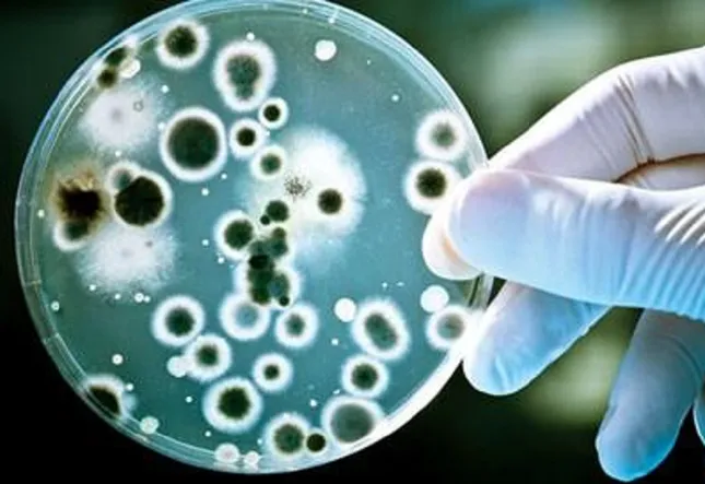 Nhiễm loại vi khuẩn kháng thuốc 'khét tiếng', nữ sinh béo phì suýt tử vong ảnh 1