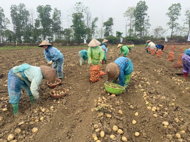 Người nâng tầm cho khoai tây Việt ảnh 2