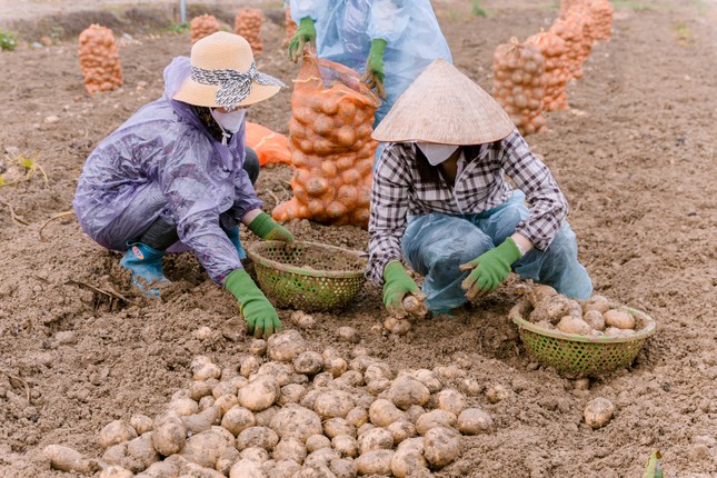 Người nâng tầm cho khoai tây Việt ảnh 3