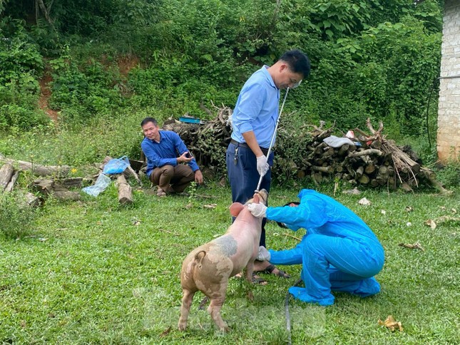 Lạng Sơn ngăn chặn nhiều ổ dịch tả lợn châu Phi ảnh 1