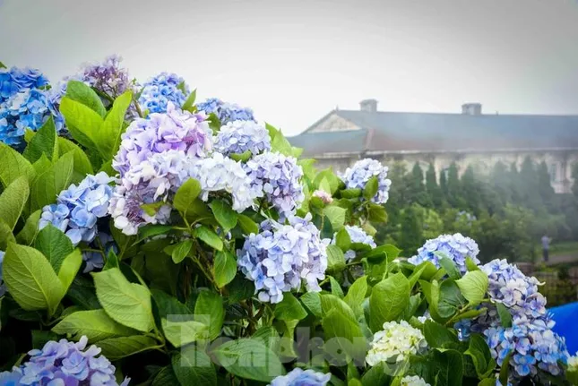 Cẩm tú cầu nở rộ trên đỉnh Mẫu Sơn ảnh 1