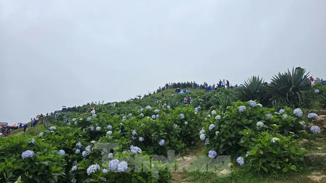 Cẩm tú cầu nở rộ trên đỉnh Mẫu Sơn ảnh 2