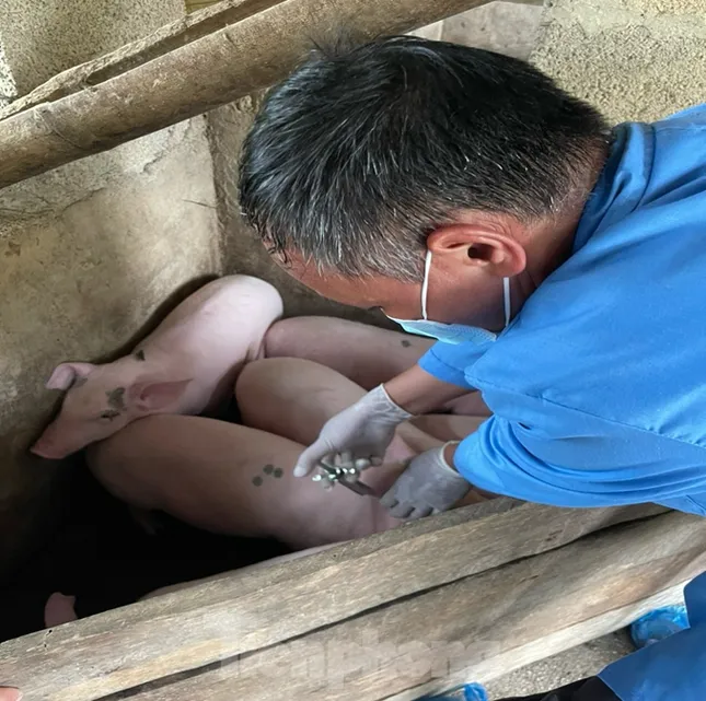 Công bố dịch tả lợn châu Phi tại tỉnh Lạng Sơn ảnh 1