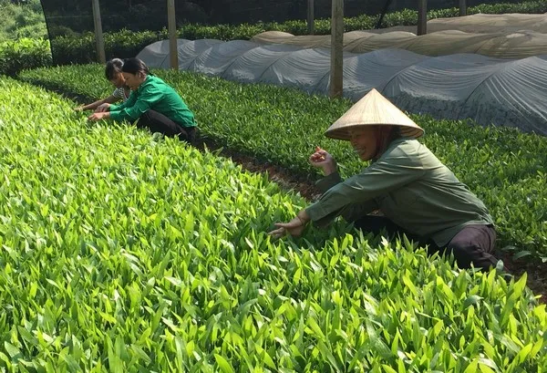 Những ‘thủ lĩnh&apos; xóa nghèo ở Lạng Sơn ảnh 2