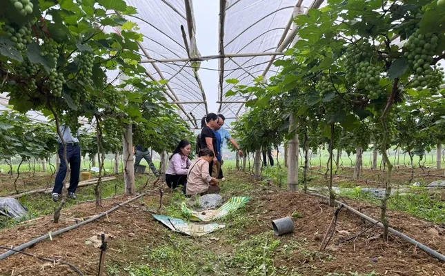 Nhờ vốn vay ưu đãi, nhiều hộ nông dân Lạng Sơn thoát nghèo ảnh 2