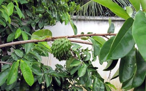 Bí hiểm, thương lái lạ mặt tìm mua lá mãng cầu xiêm ảnh 1