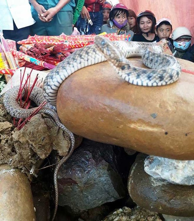 Vụ rắn nằm trên mộ: Dân tái căng lều bạt, tiếp tục cúng bái ảnh 1