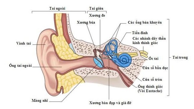 1001 thắc mắc: Cách nào để tai biết tiếng động dội từ đâu tới? ảnh 1