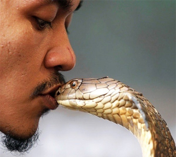 Người Vadi làm gì để giảm mức độ nguy hiểm của rắn?