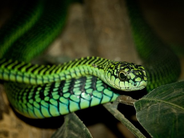 Rắn Boomslang cực độc còn được gọi là gì?