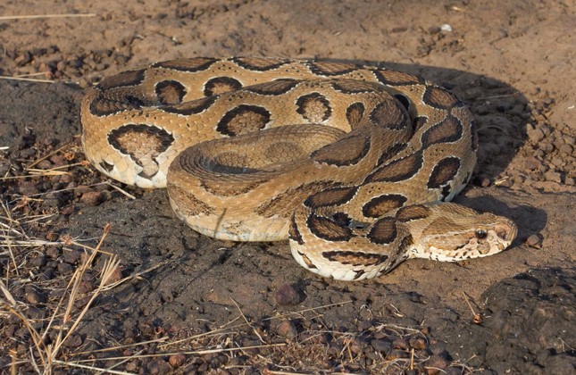 Rắn cực độc Russell's viper được đặt tên theo?