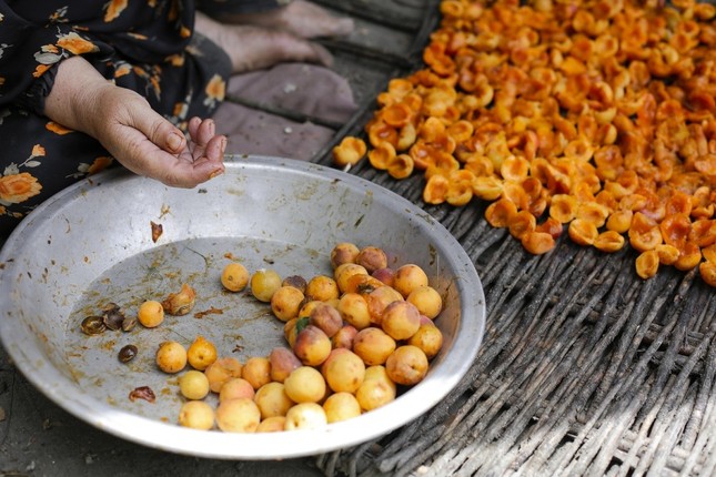 Loại gia vị nào được người Hunza dùng nhiều để chống viêm nhiễm?