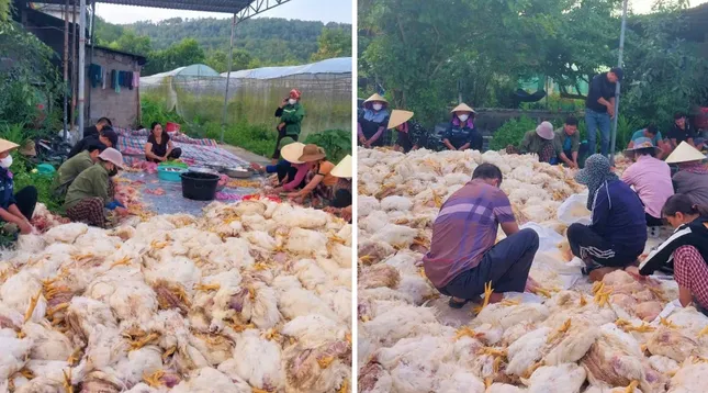Hơn 10.000 con gà chết ngạt trước ngày xuất chuồng, chủ trang trại mất trắng tiền tỷ ảnh 3