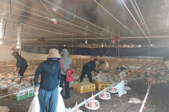 Hơn 10.000 con gà chết ngạt trước ngày xuất chuồng, chủ trang trại mất trắng tiền tỷ ảnh 2